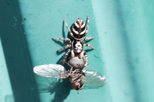 Réf. 292 617 : Salticus scenicus