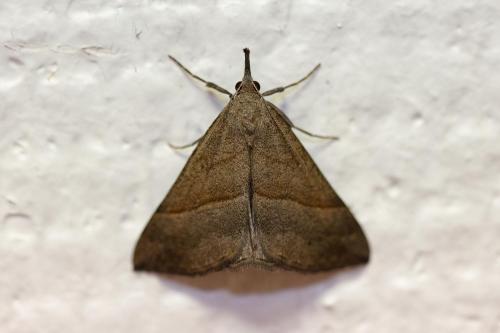 Réf. 292 637 : Hypena proboscidalis
