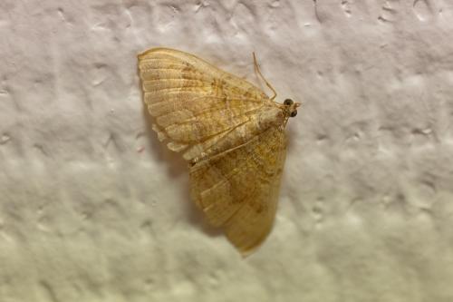 Réf. 292 465 : Camptogramma bilineata