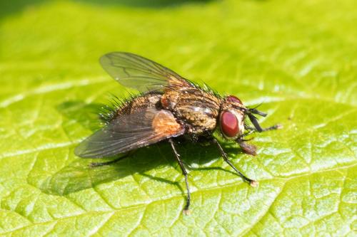 Allophorocera ferruginea