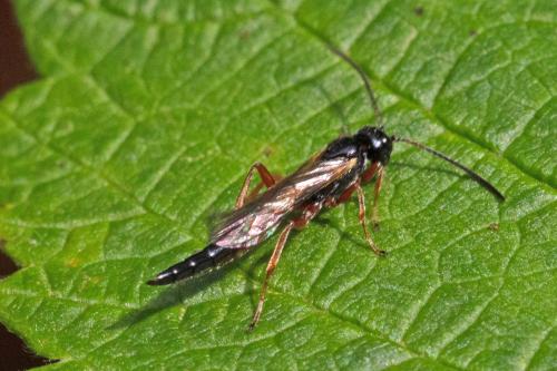 Réf. 292 003 : Phaeogenini inconnu