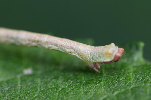 Réf. 292 001 : Biston sp.