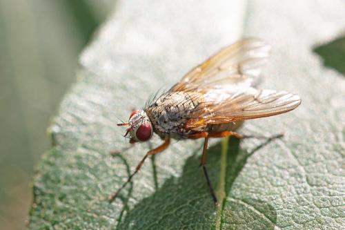 Helina impuncta