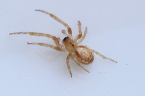 Zygiella sp.