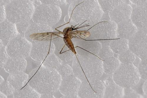 Réf. 292 716 : Anopheles maculipennis