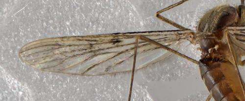 Réf. 292 718 : Anopheles maculipennis