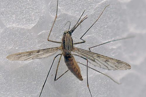 Réf. 292 717 : Anopheles maculipennis