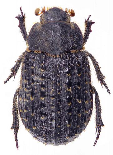 Trox niger
