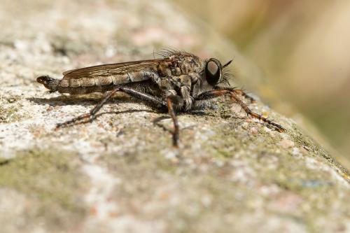 Tolmerus atricapillus