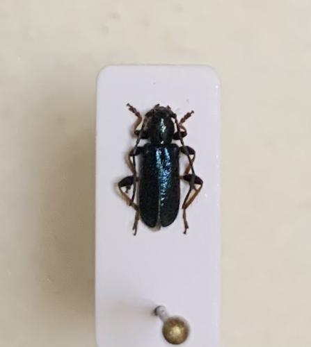 Réf. 292 625 : Poecilium rufipes