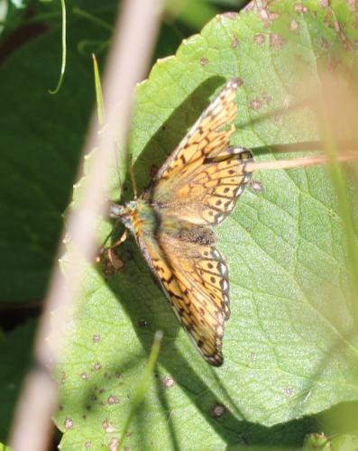 Boloria eunomia