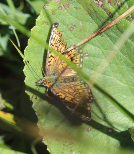 Réf. 292 909 : Boloria eunomia