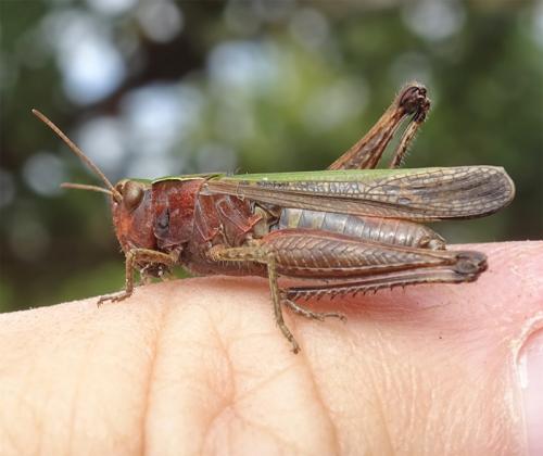 Omocestus rufipes