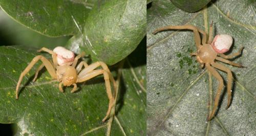 Misumena vatia