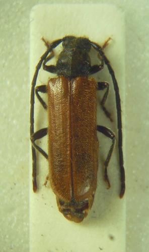 Réf. 292 614 : Anisarthron barbipes