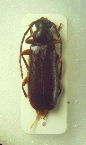 Schurmannia sicula