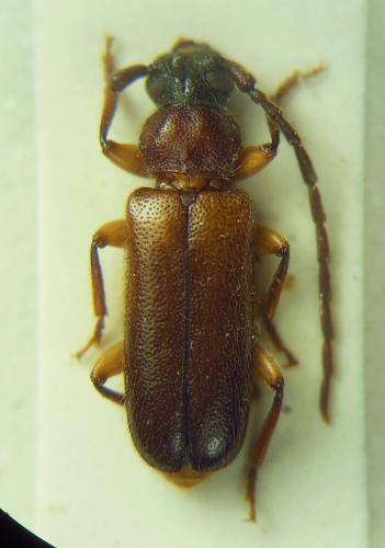 Schurmannia sicula