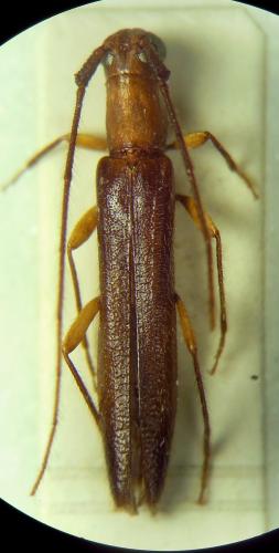Réf. 292 859 : Listrocerum sp.