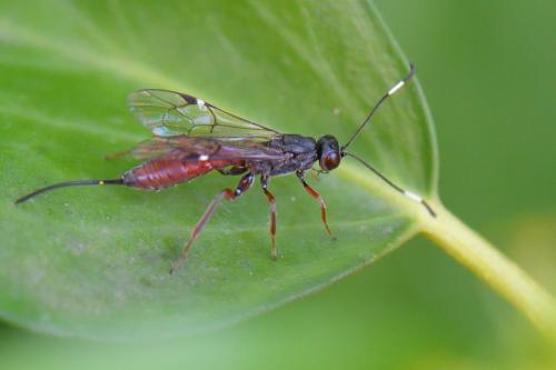 Xorides gravenhorstii