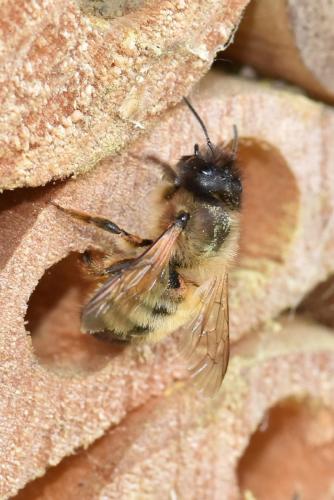 Réf. 292 804 : Osmia bicornis