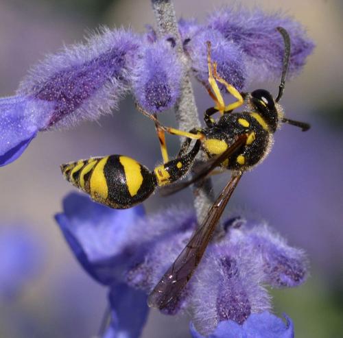 Eumenes sp.