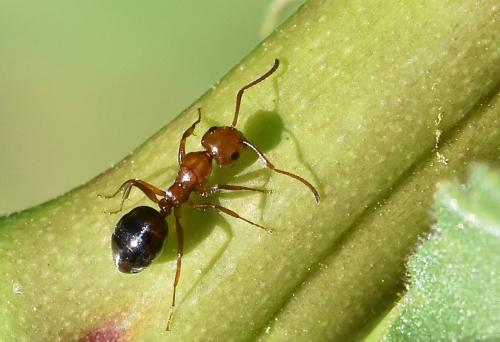 Camponotus lateralis