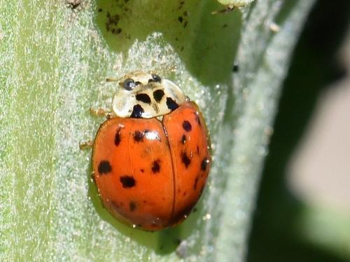 Réf. 292 760 : Harmonia axyridis