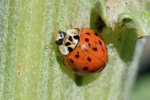 Harmonia axyridis