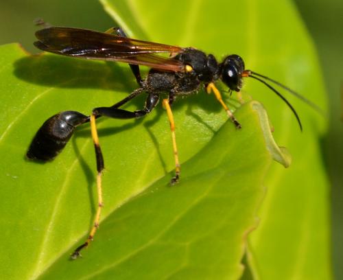 Réf. 292 861 : Sceliphron caementarium