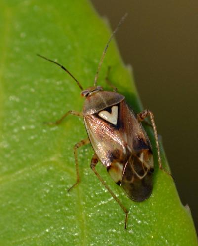 Réf. 292 813 : Lygus sp.