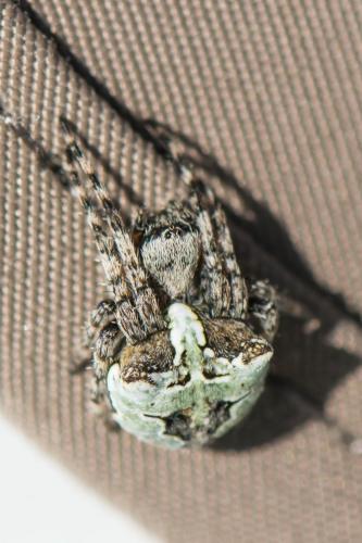 Araneus circe