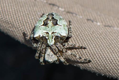 Araneus circe