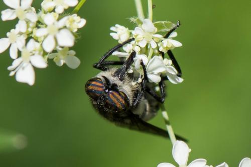 Hybomitra aterrima