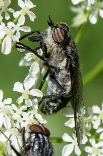 Hybomitra aterrima