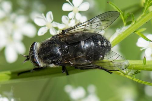 Réf. 292 838 : Hybomitra aterrima