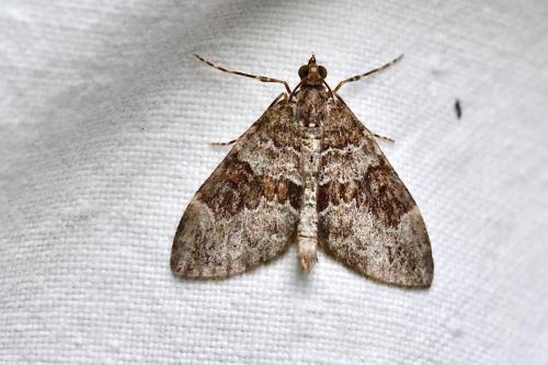 Thera sp.