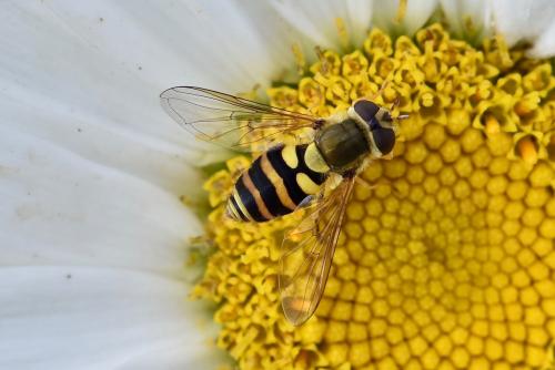 Réf. 292 002 : Syrphus ribesii