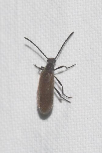 Lagria hirta