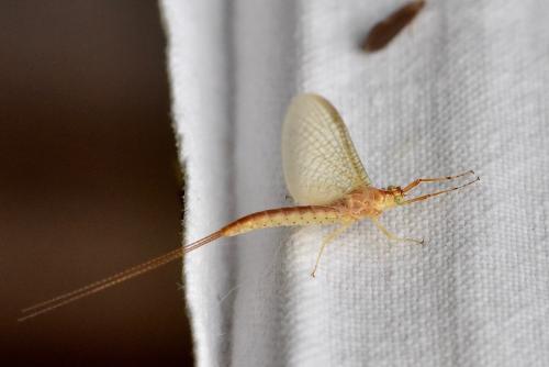 Potamanthus luteus