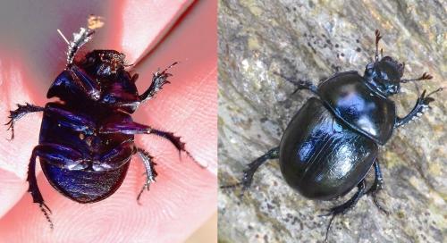 Anoplotrupes stercorosus