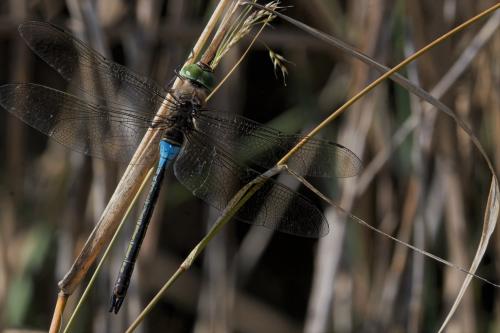 Anax parthenope