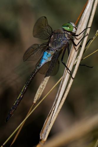 Anax parthenope