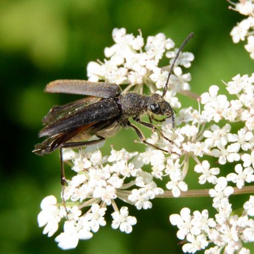 Anastrangalia dubia