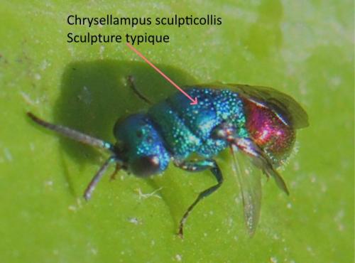 Réf. 292 870 : Chrysellampus sculpticollis