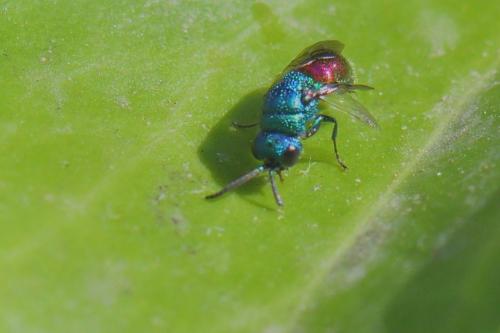 Réf. 292 638 : Chrysellampus sculpticollis