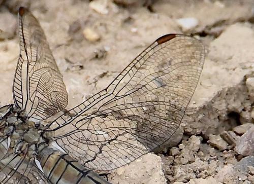 Orthetrum sp.