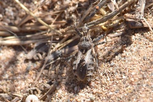 Réf. 292 253 : Coranus sp.