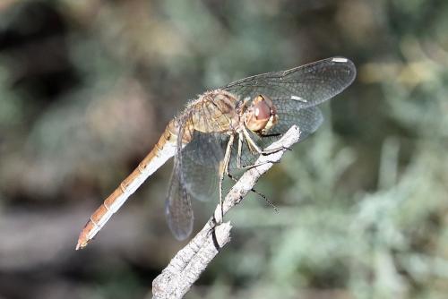 Réf. 292 659 : Sympetrum meridionale