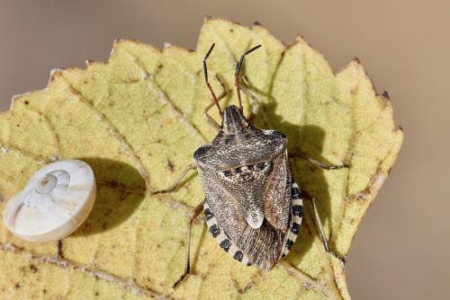 Réf. 292 254 : Codophila varia