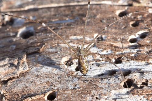 Holocnemus pluchei